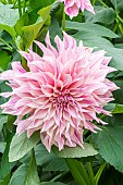 Decorative dahlia, Dahlia Café au Lait Breeder : Bruidegom (NDL) 1967, flower