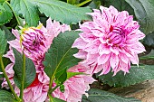 Decorative dahlia, Dahlia Sierra Breeder : Turc (FRA) 2014, flowers