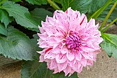 Decorative dahlia, Dahlia Sierra Breeder : Turc (FRA) 2014, flowers