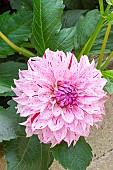 Decorative dahlia, Dahlia Sierra Breeder : Turc (FRA) 2014, flowers
