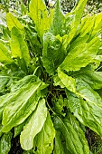 Sorrel Large de Belleville, Rhumex acetosa, foliage