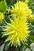 Decorative dahlia, Dahlia Yellow Passion Breeder : Eeuwijk (NDL) 2007, flowers