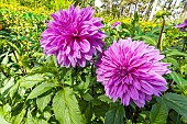 Decorative dahlia, Dahlia Lilac Time Breeder : Torrance (GBR) 1939, flowers