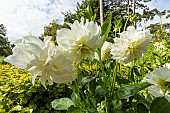 Decorative dahlia, Dahlia Prinzessin Irene v. Preußen Breeder : Ansorge (GER) 1912, flowers
