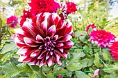 Decorative dahlia, Dahlia Contraste Breeder : Chevalier (FRA) 1957, flower