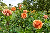 Ball Dahlia, Dahlia Cornel Bronze Breeder : Smits (NDL) 2004, flowers