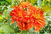 Decorative dahlia, Dahlia Feu Follet Breeder : Turc (FRA) 2009, flowers