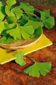 Ginkgo biloba leaves, medicinal properties