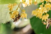 Honey bee (Apis mellifera) foraging on Linden (Tilia sp) flowers, Gard, France