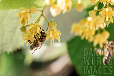 Honey_bee_Apis_mellifera_foraging_on_Linden_Tilia_sp_flowers_Gard_France