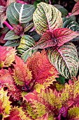 Coleus (Solenostemon scutellarioides) Henna and Herbsts bloodleaf (Iresine herbstii) combination