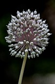 Many-flowered garlic (Allium polyanthum), Gard, France