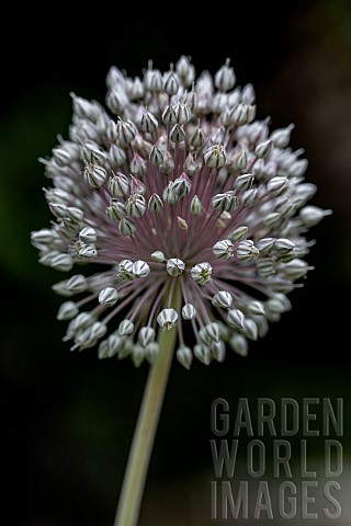 Manyflowered_garlic_Allium_polyanthum_Gard_France