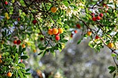 Strawberry tree (Arbutus unedo) fruits in autumn, Gard, France