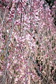 Weeping higan cherry (Prunus subhirtella var. pendula ?Itosakura? = ?Pendula Rosea?) blooming in late winter, Gard, France