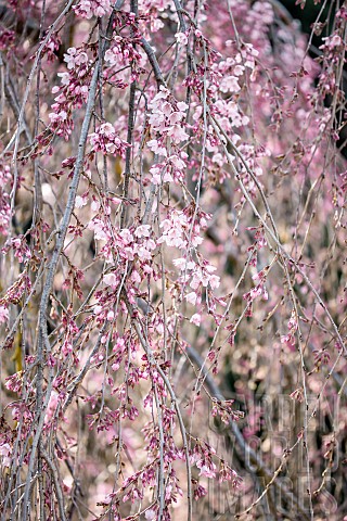 Weeping_higan_cherry_Prunus_subhirtella_var_pendula_Itosakura__Pendula_Rosea_blooming_in_late_winter