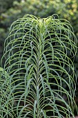 Willowleaf sunflower (Helianthus salicifolius) foliage