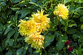 Decorative Dahlia, Dahlia Byzance, Breeder : Turc (FRA) 2000, flowers