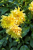 Decorative Dahlia, Dahlia Byzance, Breeder : Turc (FRA) 2000, flowers