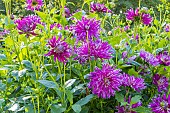Semi cactus Dahlia, Dahlia Jil Breeder : Gitts, flowers