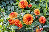 Ball Dahlia, Dahlia American Sunset Breeder : Korren (NDL) 2006, flowers