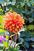 Ball Dahlia, Dahlia American Sunset Breeder : Korren (NDL) 2006, flower