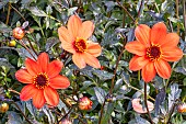 Red dahlia, Dahlia coccinea, Dahlia Mystic Ladies Scarlet Breeder : Hammett (NZL), flowers