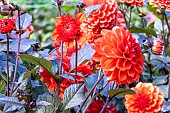 Double dwarf Dahlia, Dahlia Septembre à Paris Breeder : Turkish (FRA) 2019, flowers