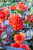 Double dwarf Dahlia, Dahlia Septembre à Paris Breeder : Turkish (FRA) 2019, flowers