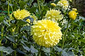 Dahlia Dentelle, Dahlia Yohkoh Éleveur : Beaumont (FRA) 2017, flowers