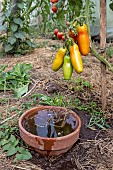 Oya under an Andine Cornue tomato plant, summer, Moselle, France