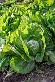 Chicory salad in a vegetable garden, autumn, Moselle, France