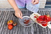 Harvesting seeds of old variety tomatoes Coeur de boeuf