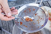 Harvesting seeds of old variety tomatoes Coeur de boeuf