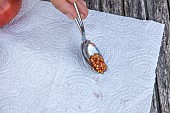 Harvesting seeds of old variety tomatoes Coeur de boeuf