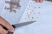 Harvesting seeds of old variety tomatoes Coeur de boeuf