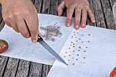 Harvesting seeds of old variety tomatoes Coeur de boeuf