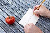 Harvesting seeds of old variety tomatoes Coeur de boeuf