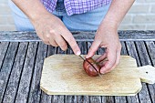 Harvesting seeds of old variety tomatoes Noire de Crimée