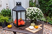 Autumn table with Chrysanthemum (Chrysanthemum sp) and Coloquintes (Citrullus colocynthis), Pas de Calais, France