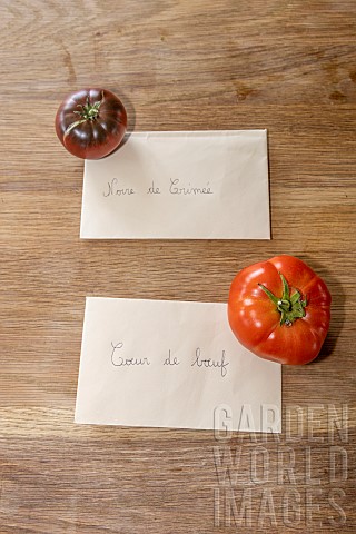 Harvesting_seeds_of_old_variety_tomatoes_Coeur_de_boeuf_and_Noire_de_Crime