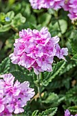 Florists verbena (Verbena x hybrida)