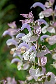 Clary sage (Salvia sclarea), Gard, France