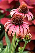 Echinacea (Echinacea sp.)