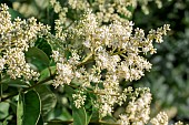 Chinese privet (Ligustrum lucidum) flowers