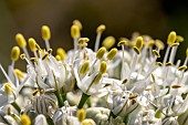 Onion (Allium cepa), detail of the inflorescence