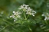 Shepherds-needle (Scandix pecten-veneris) clustered flowers, Gard, France