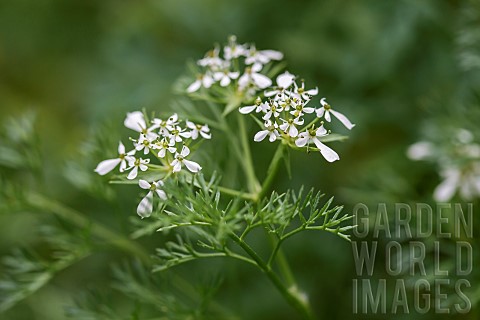 Shepherdsneedle_Scandix_pectenveneris_clustered_flowers_Gard_France