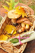 Collecting edible mushrooms in a basket, Ceps and Boletes (Boletus sp) in autumn