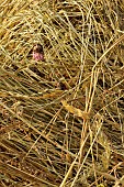 Quality hay for horses with visible ears and flowers